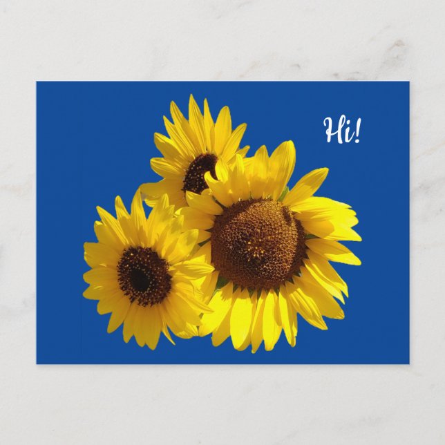 Trio of Cut Out Sunflowers Photo on Blue Postcard (Front)