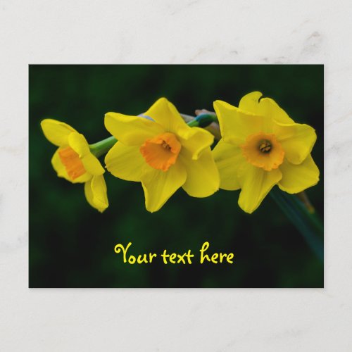 Trio of Daffodils Postcard