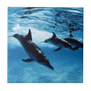 Trio of Dolphins Ceramic Tile