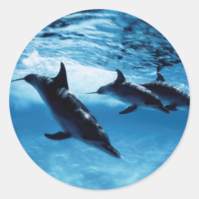 Trio of Dolphins Classic Round Sticker (Front)