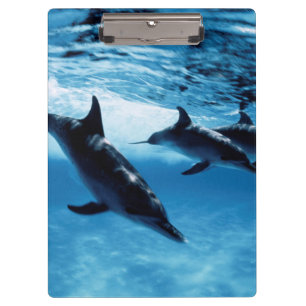 Trio of Dolphins Clipboard