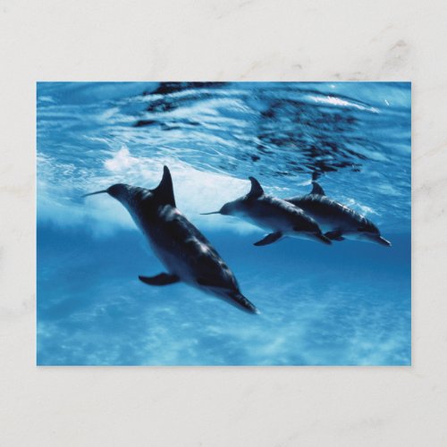 Trio of Dolphins Postcard