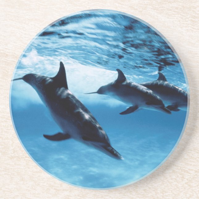 Trio of Dolphins Sandstone Coaster (Front)