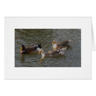 Trio Of English Silver Appleyard Ducks Cards