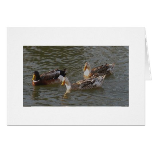 Trio Of English Silver Appleyard Ducks Cards (Front Horizontal)