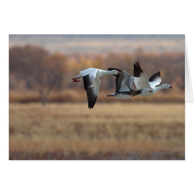 Trio Of Geese Cards (Front Horizontal)