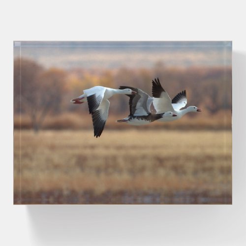 Trio Of Geese Paperweight