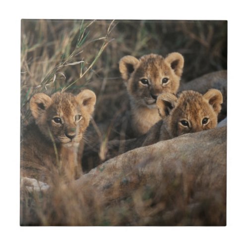 Trio of Lion Cubs with Mother Ceramic Tile