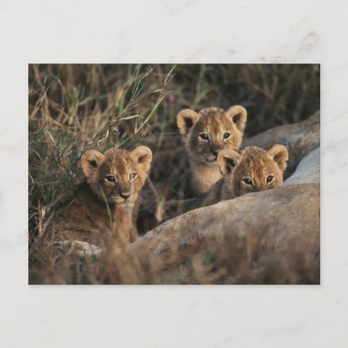 Trio of Lion Cubs with Mother Postcard