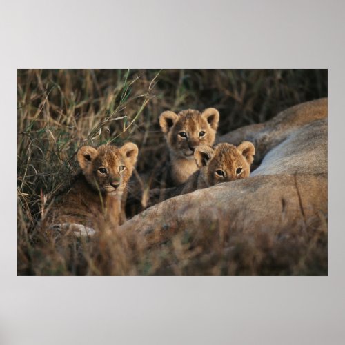 Trio of Lion Cubs with Mother Poster