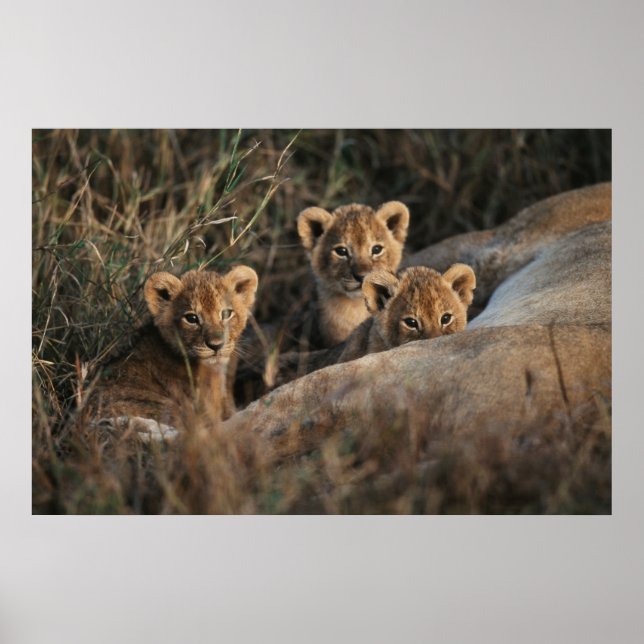 Trio of Lion Cubs with Mother Poster (Front)