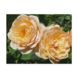 Trio of Peach Roses Floral Postcard