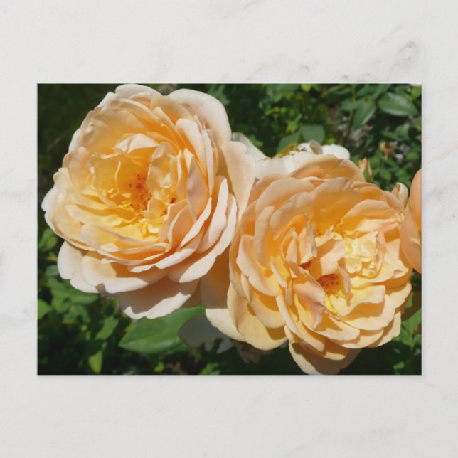 Trio of Peach Roses Floral Postcard (Front)