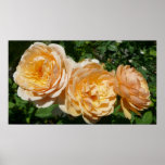 Trio of Peach Roses Floral Poster