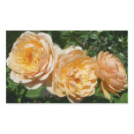 Trio of Peach Roses Floral Rectangular Sticker