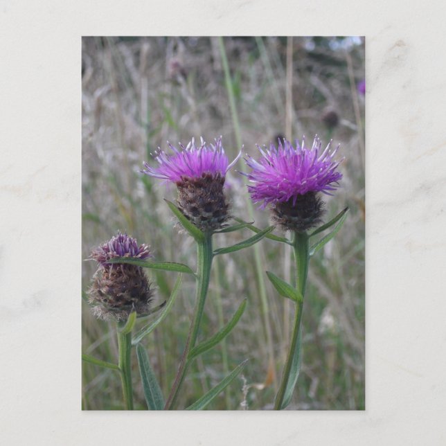 Trio of purple thistles postcard (Front)