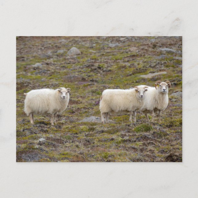 Trio of Sheep, Iceland Postcard (Front)