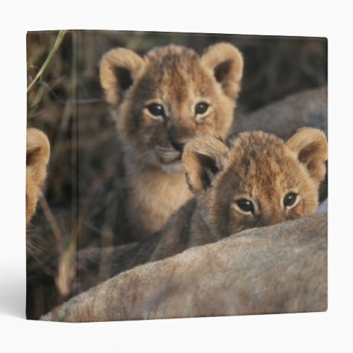 Trio of six week old Lion cubs sitting Binder