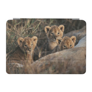 Trio of six week old Lion cubs sitting iPad Mini Cover