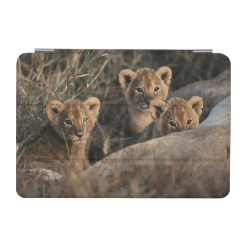 Trio of six week old Lion cubs sitting iPad Mini Cover