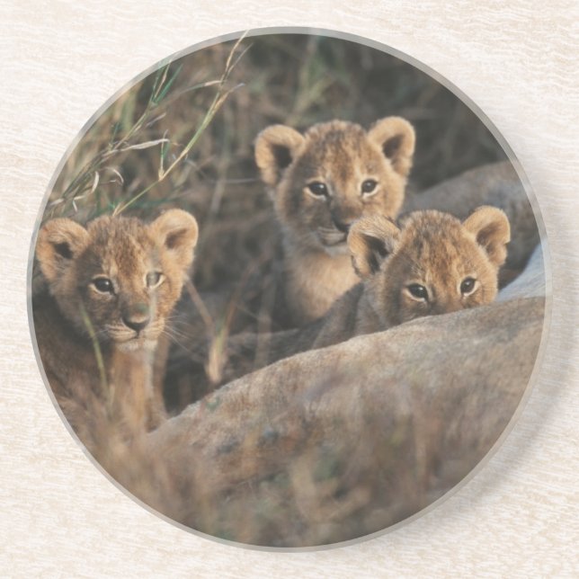 Trio of six week old Lion cubs sitting Sandstone Coaster (Front)