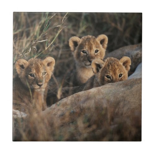 Trio of six week old Lion cubs sitting Tile