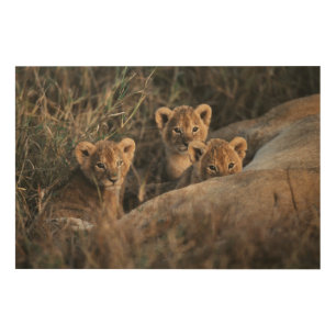 Trio of six week old Lion cubs sitting Wood Wall Art