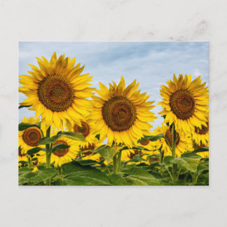 Trio of Sunflowers Postcard
