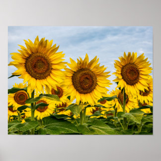 Trio of Sunflowers Poster