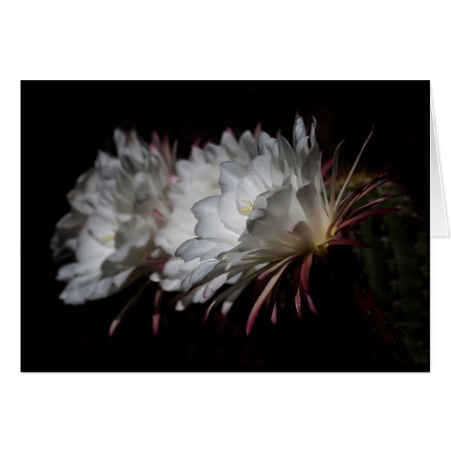Trio of White Cactus Flowers Cards (Front Horizontal)