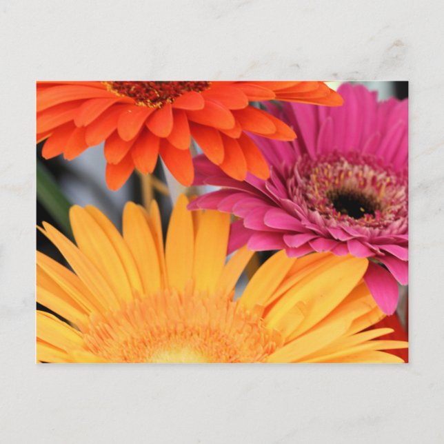 Trio Postcard (Front)