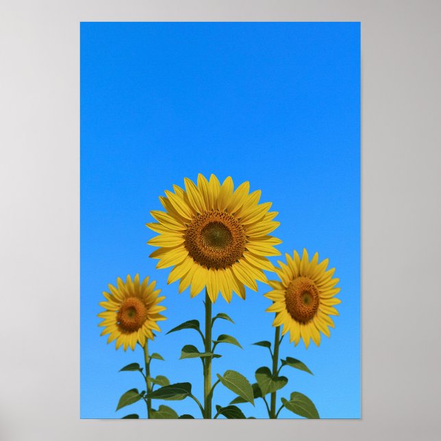 Trio Sunflowers Poster (Front)