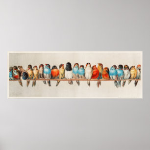 Tripical colorful Birds on a branch Poster