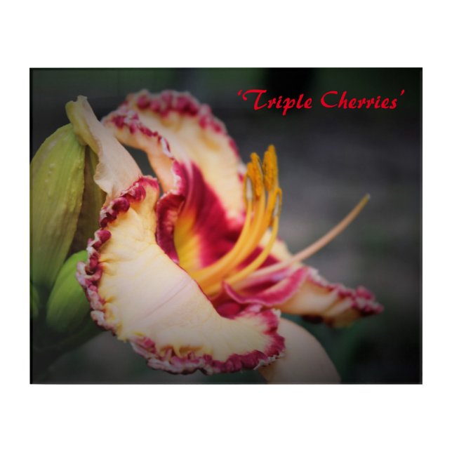 ‘Triple Cherries’ Daylily Acrylic Print (Front)