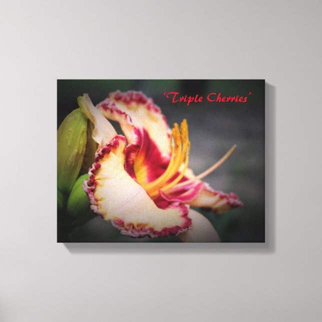 ‘Triple Cherries’ Daylily Art Canvas Print (Front)