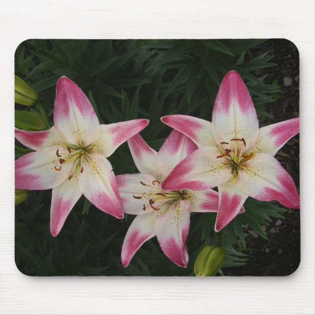 Triple Lily ~ mousepad (Front)