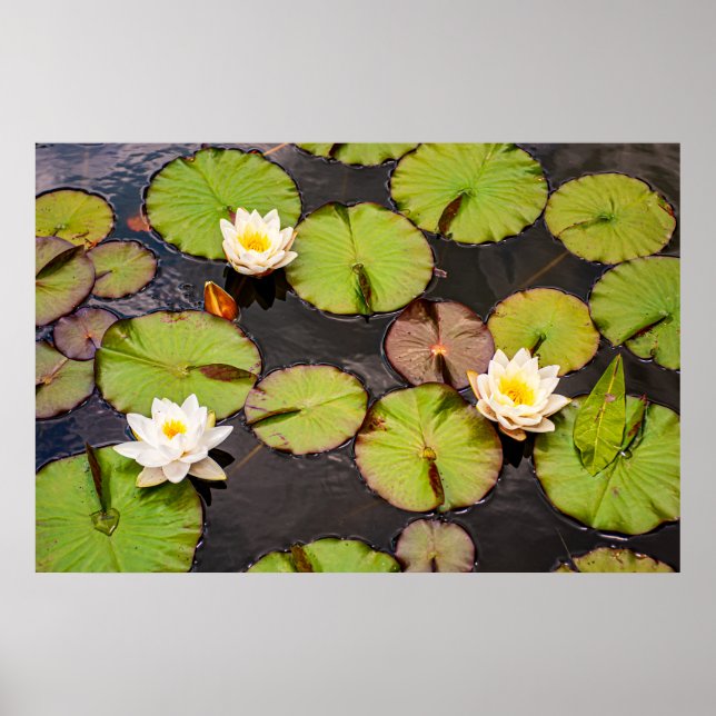 Triple Lotus & Lily Pad Pattern Poster (Front)