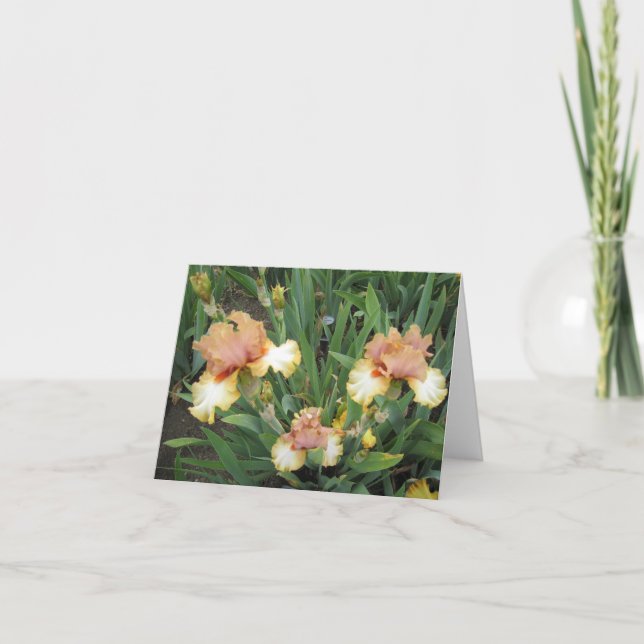 Triple Peach Small Note Card (Front)