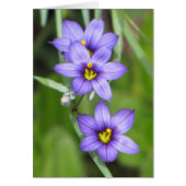 Triple Purple (Front)