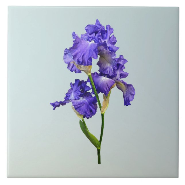 Triple Purple Iris Ceramic Tile (Front)
