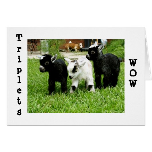 TRIPLETS=WOW=FANTASTIC CARDS (Front Horizontal)