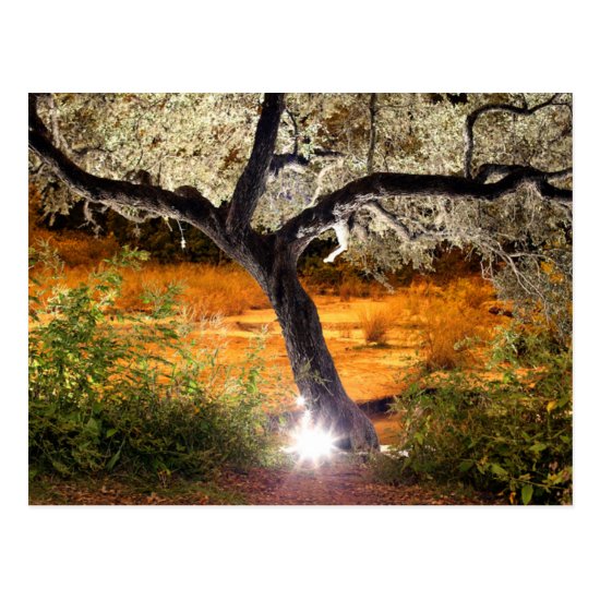 Trippy Oak Tree Postcard