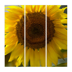 Triptych - Beautiful Yellow Sunflower Closeup