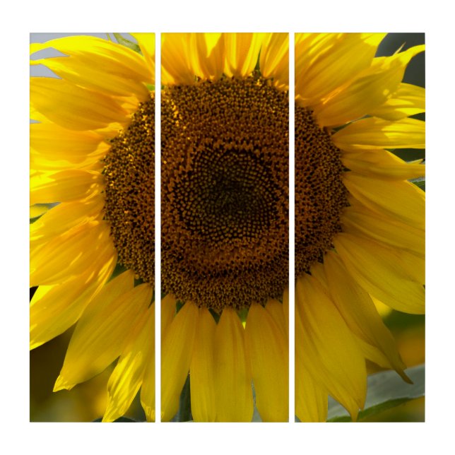 Triptych - Beautiful Yellow Sunflower Closeup (Front)