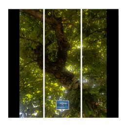 Triptych BL.(Sun Green Tree 2)RFPMDesigns©️2021/24