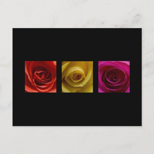 Triptych Roses orange yellow pink Postcard (Front)