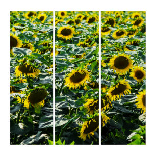 Triptych - Sunflower Field Harmony