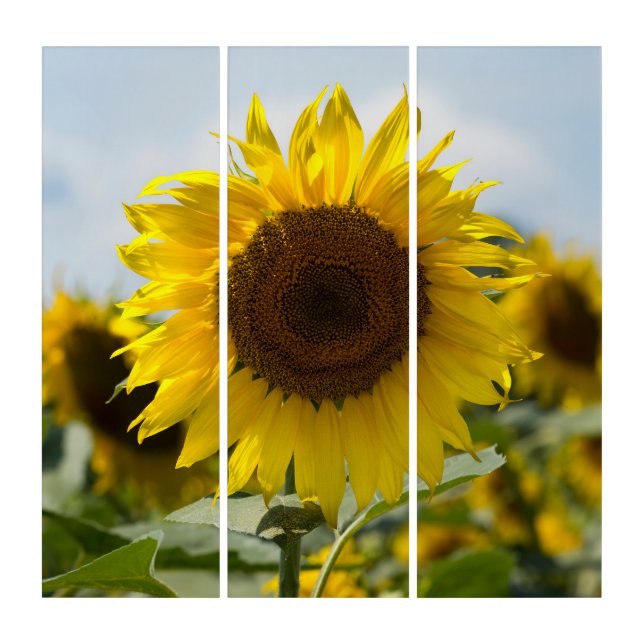 Triptych - Sunflower In The Field (Front)