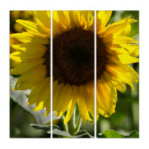 Triptych - Sunflower Isolated In Field