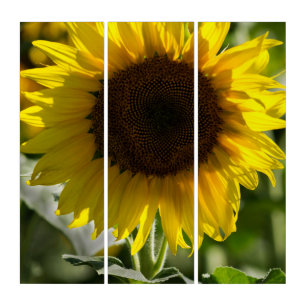 Triptych - Sunflower Isolated In Field